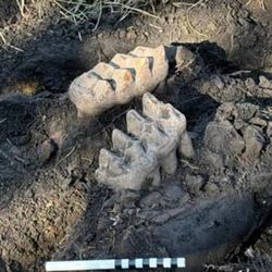 A mastodon jaw found in New York