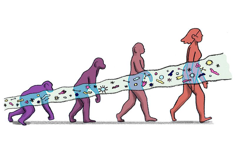 illustration of four stages of evolution from early primates to humans, with a line of different gut microbes running through them all