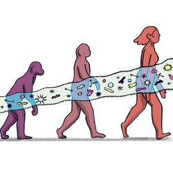 illustration of four stages of evolution from early primates to humans, with a line of different gut microbes running through them all