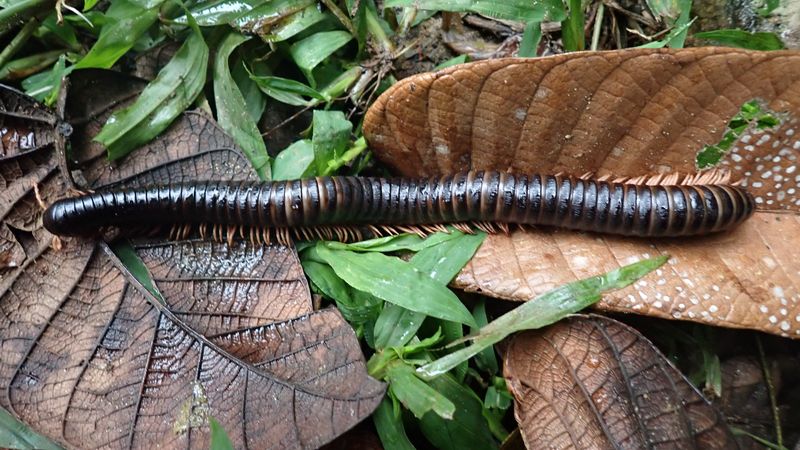 Photograph of a dark brown and black millipede on some brown leaves on a forest floor