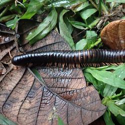 Photograph of a dark brown and black millipede on some brown leaves on a forest floor