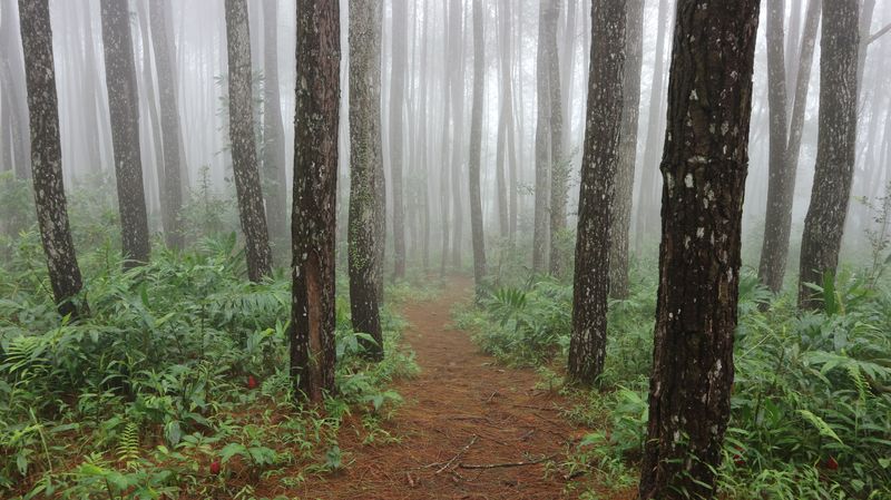 A photo shows a path winding through a dense pine forest that is covered in mist. The path is surrounded by ferns and the greenery of the trees themselves are not visible in the shot. 