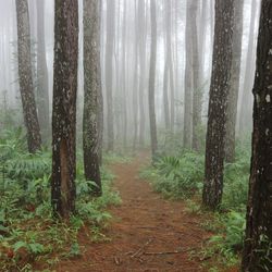 A photo shows a path winding through a dense pine forest that is covered in mist. The path is surrounded by ferns and the greenery of the trees themselves are not visible in the shot. 