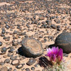 A scene showing the Moqui marbles of Utah, one spherical rock and one split in half to show the red iron oxide concretions in conenctric circles inside.s