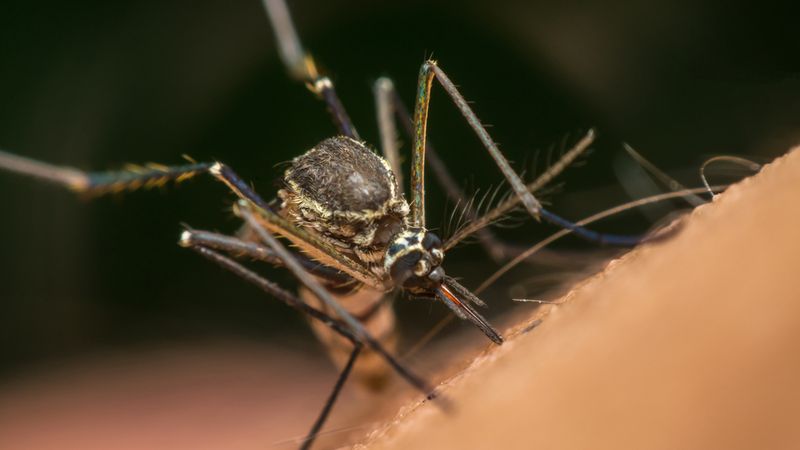 Macro of mosquito (Aedes aegypti) sucking blood close up on the human skin.
