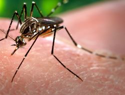 This 2006 photograph depicted a female, Aedes aegypti mosquito, from a slightly superior, left anterior-oblique perspective, while she was in the process of acquiring a blood meal from her human host.