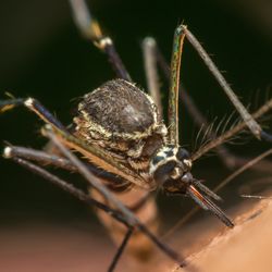 Macro of mosquito (Aedes aegypti) sucking blood close up on the human skin.