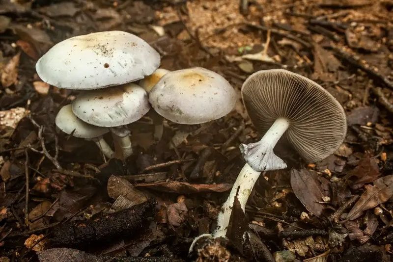 New species of magic mushrooms