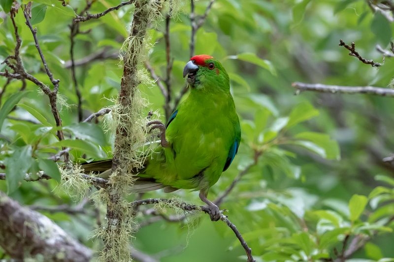Small green parrot in a tree with a cheeky expression a flash of red on its head.