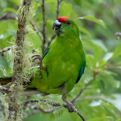 Small green parrot in a tree with a cheeky expression a flash of red on its head.