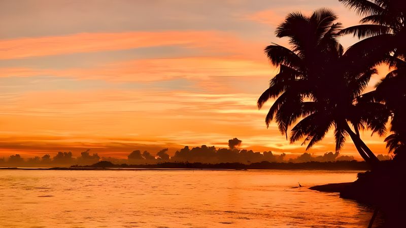 An orange spring sunset over the Pacific coast with tropical palm tree