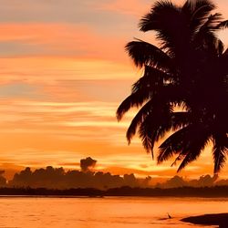 An orange spring sunset over the Pacific coast with tropical palm tree