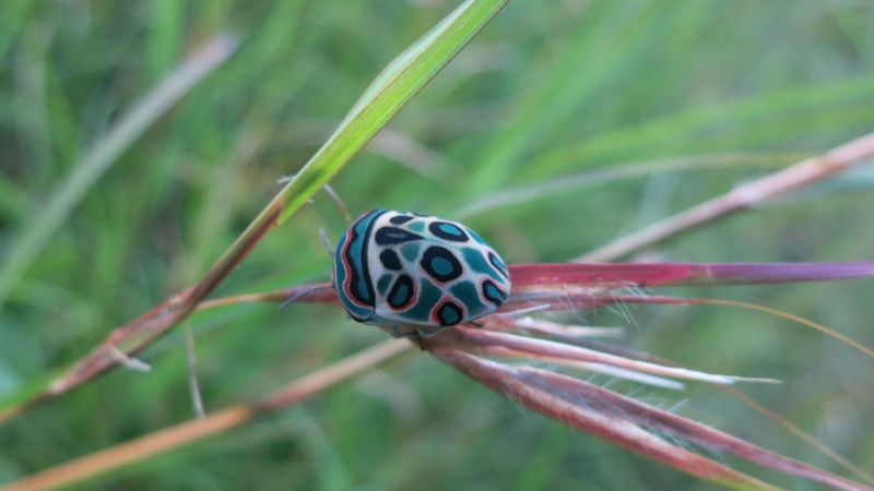 close up photograph of a colorful bug sitting on a plant