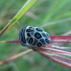 close up photograph of a colorful bug sitting on a plant