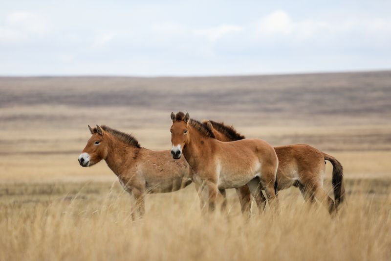 Przewalski's horses in the steppes in southern Russia