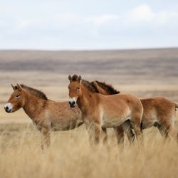 Przewalski's horses in the steppes in southern Russia