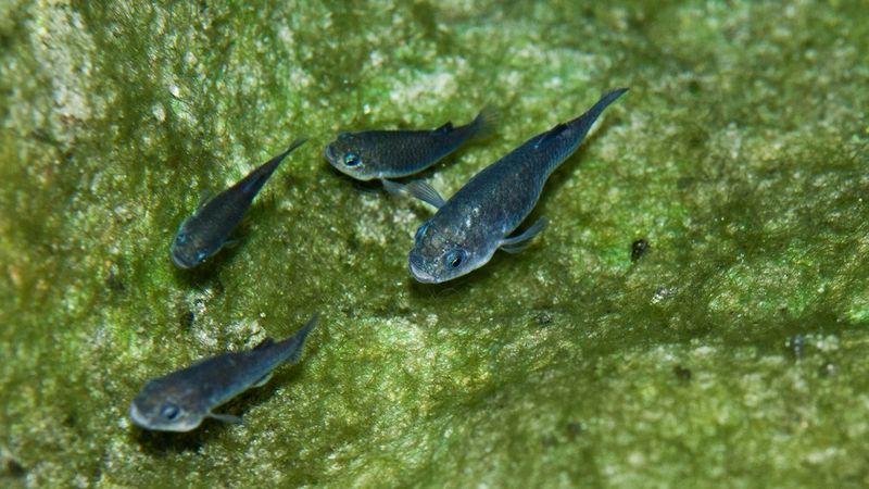 photograph of 4 devils hole pupfish, swimming close to green algae covered rock