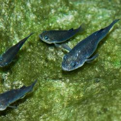 photograph of 4 devils hole pupfish, swimming close to green algae covered rock