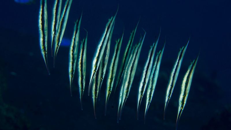 photograph of jointed razorfish, long, flat fish that are silvery with a horizontal black stripe. they are swimming vertically, with their snouts pointing downward.