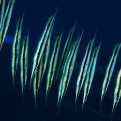 photograph of jointed razorfish, long, flat fish that are silvery with a horizontal black stripe. they are swimming vertically, with their snouts pointing downward.