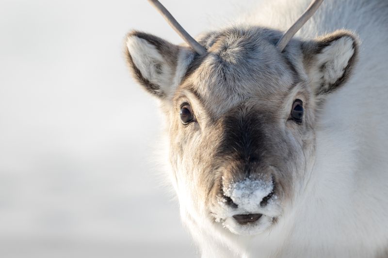 Close up of a svalbard reindeer face