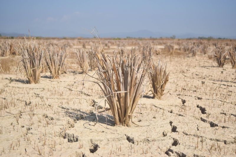 Dried out rice field. 