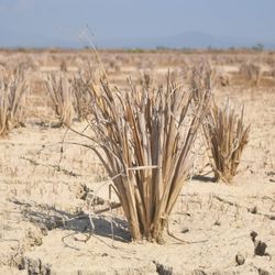 Dried out rice field. 