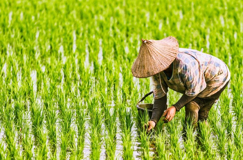 Worker in rice paddy field