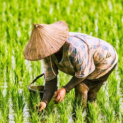 Worker in rice paddy field