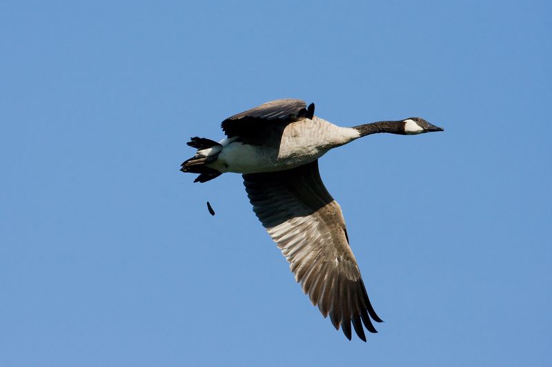A photo of a Canadian goose flying over head. The bird has also just taken a poop, which is seen falling below it - dirty bird!