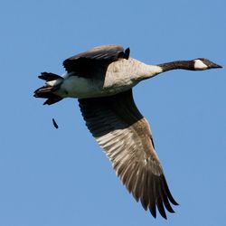 A photo of a Canadian goose flying over head. The bird has also just taken a poop, which is seen falling below it - dirty bird!