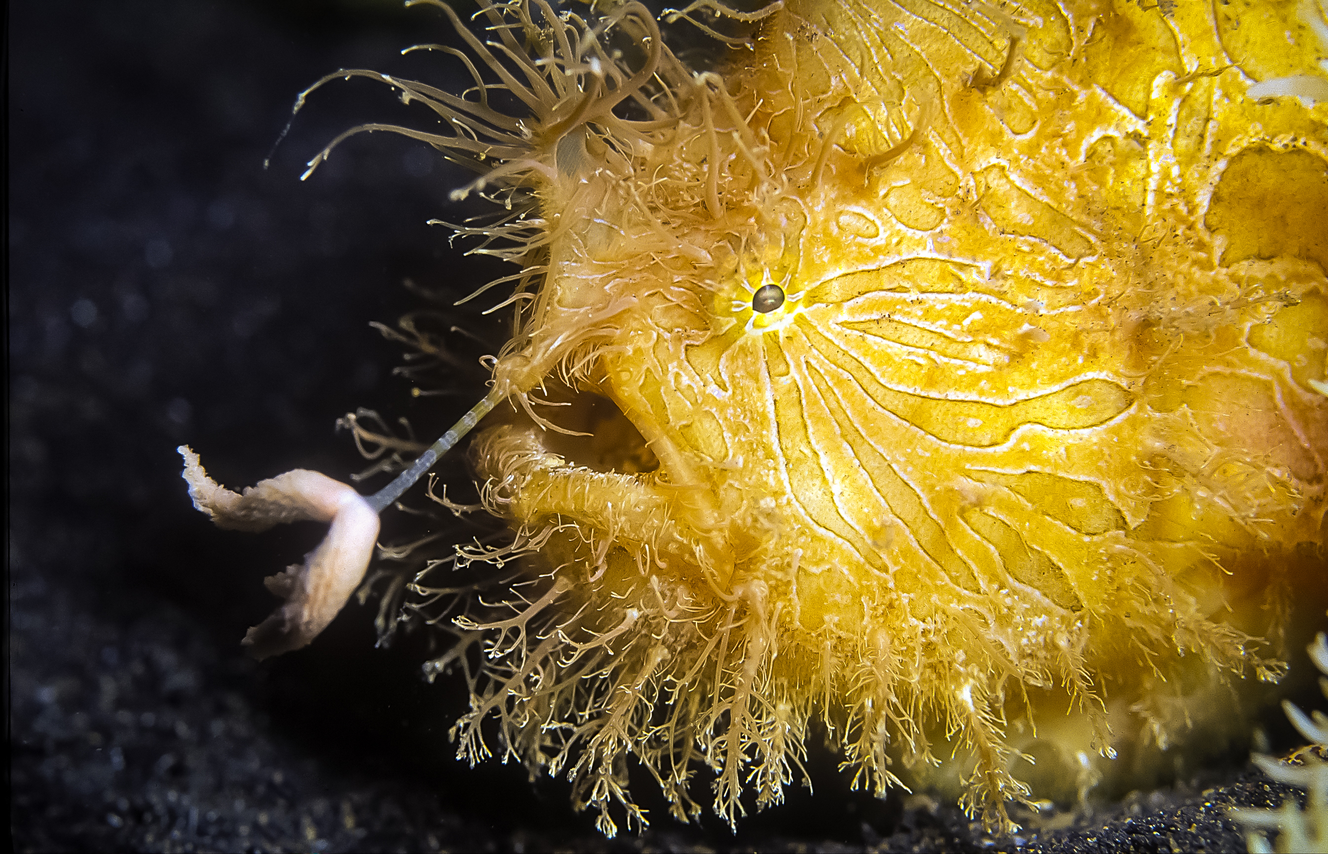 close up photograph of a frogfish, it is yellow and covered in hair-like, branched structures close up photograph of a frogfish, it is yellow and covered in hair-like, branched structures