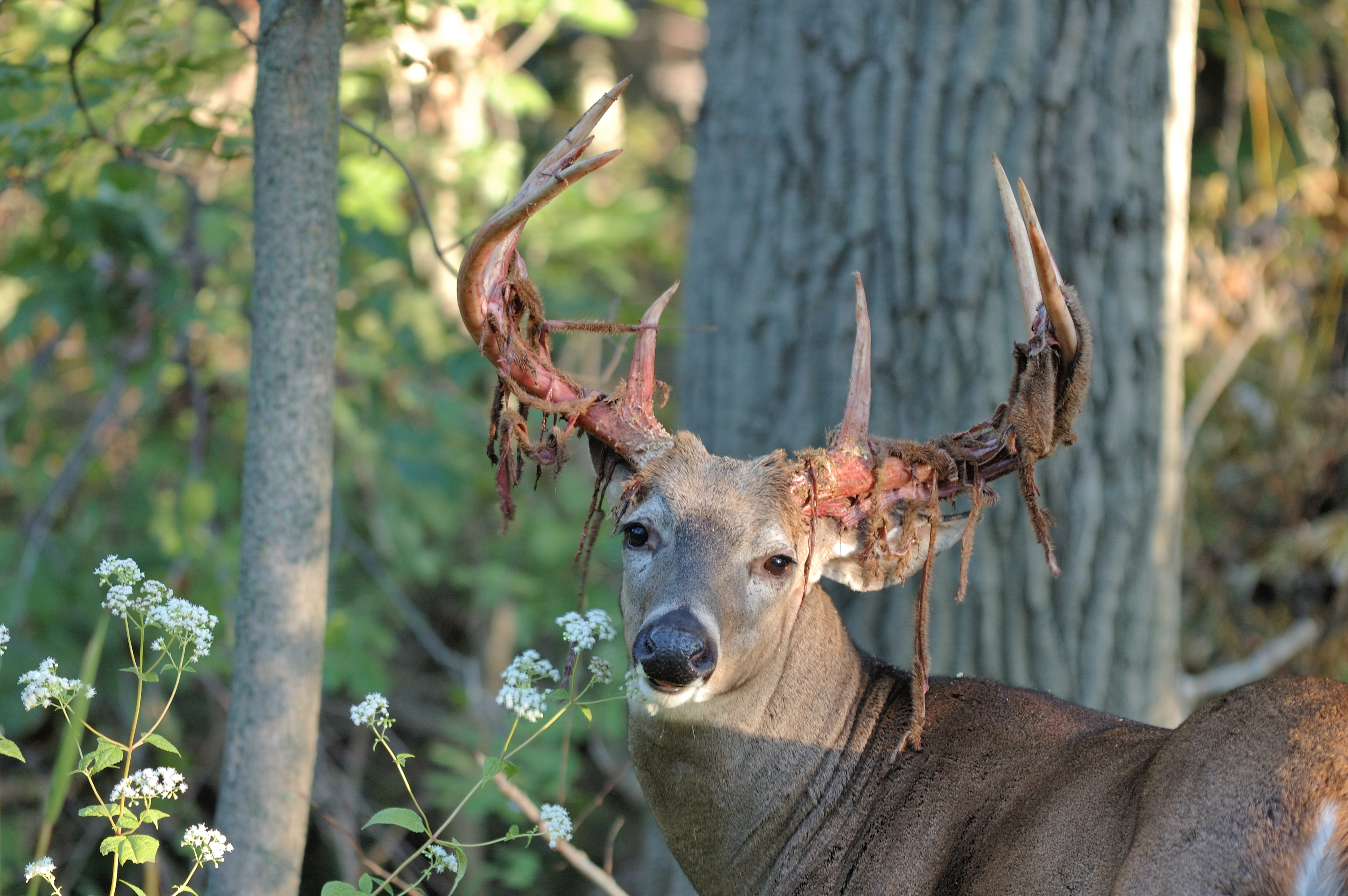 A whitetail deer buck shedding velvet from his antlers in late summer. A whitetail deer buck shedding velvet from his antlers in late summer.