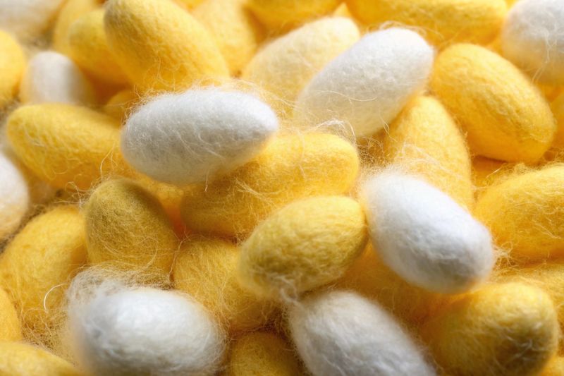 Yellow and white silkworm cocoons