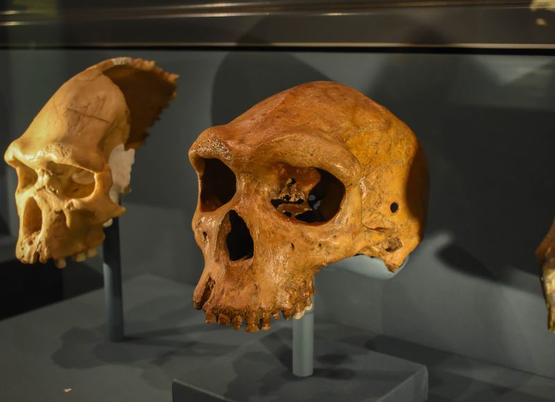 two skulls in cabinet at the natural history museum