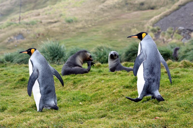 two king penguins walking along the grass on South Georgia with two seals in the background