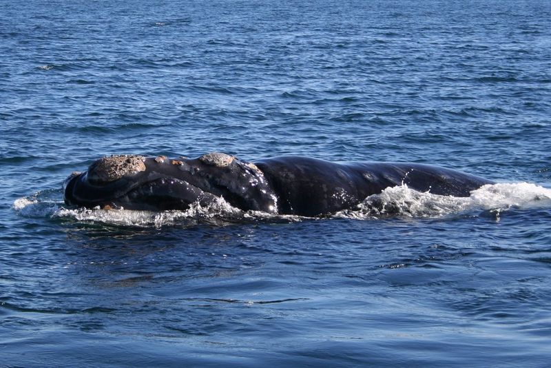 Southern right whale 
