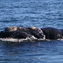 Southern right whale 