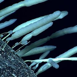 a group of Monorhaphis sp. sponge attached to a rock