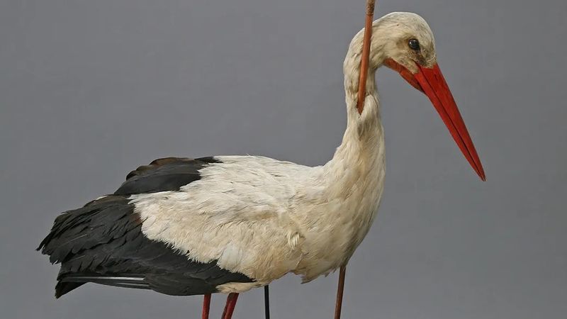 Stork with a big old spear through its neck