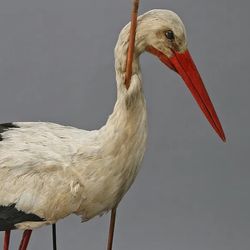 Stork with a big old spear through its neck