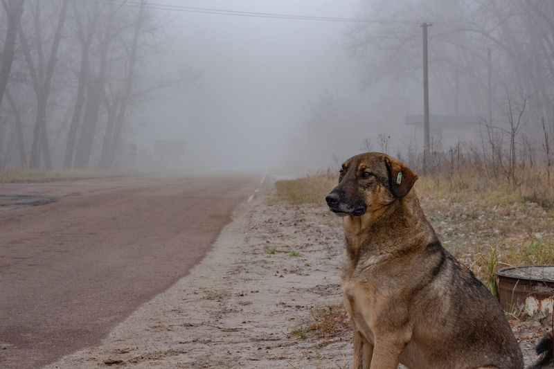 Stray dog in the Chernobyl Exclusion Zone