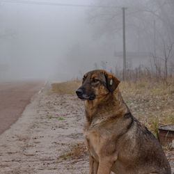 Stray dog in the Chernobyl Exclusion Zone