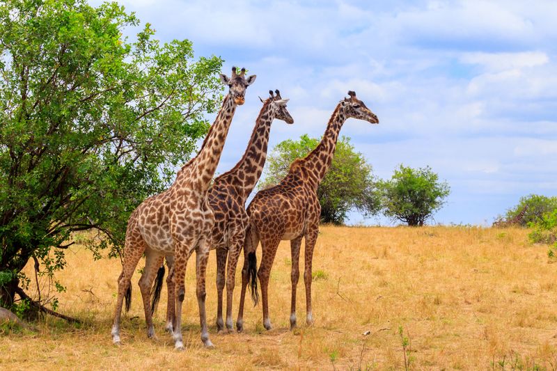 Three giraffes in Serengeti national park in Tanzania