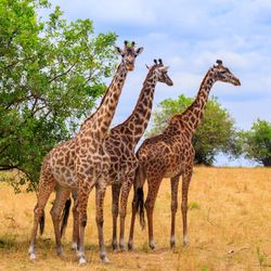 Three giraffes in Serengeti national park in Tanzania