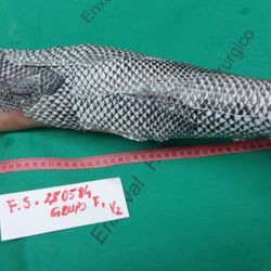 Tilapia skin graft
