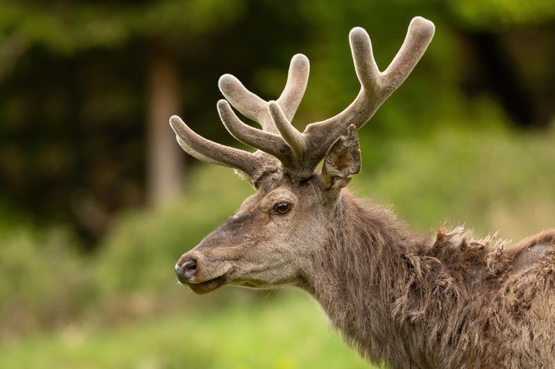 Red deer with velvet antlers looking on meadow in close-up