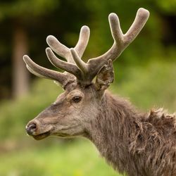 Red deer with velvet antlers looking on meadow in close-up
