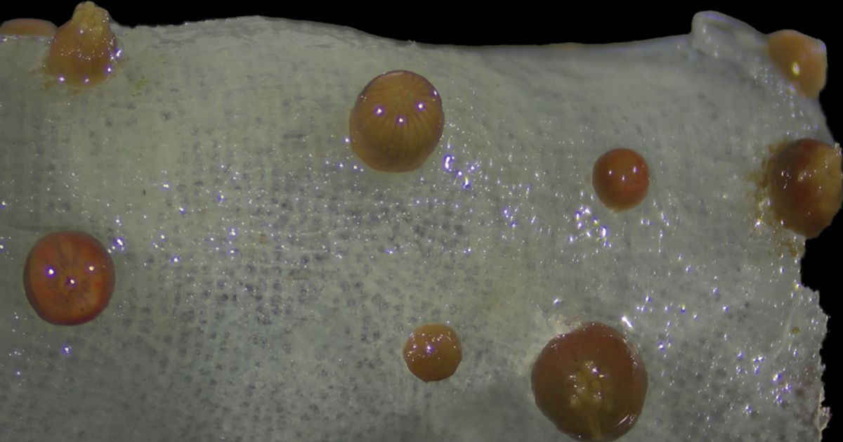 preserved polyps of Vitrumanthus flosculus attached to Farrea