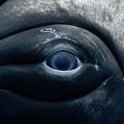 Incredible underwater image of a humpback whale eye showing the blue rings and the surrounding skin of her head.